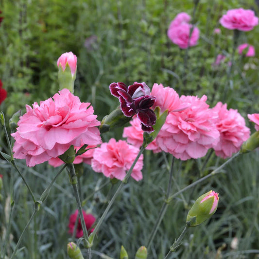 Dianthus 'Romance'