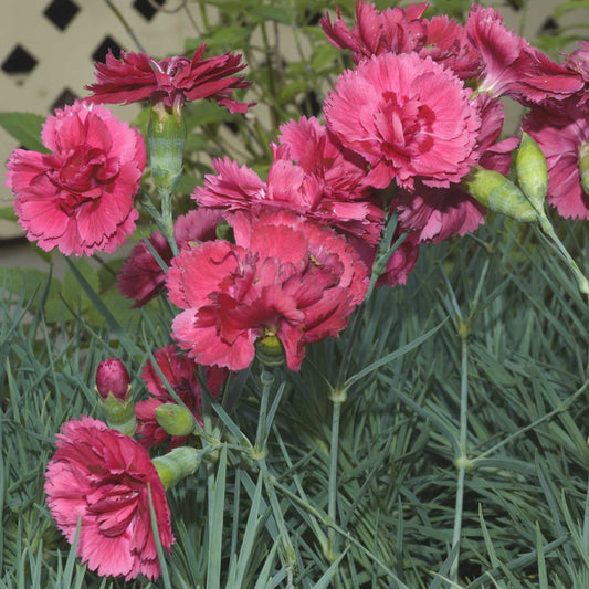 Dianthus 'Ruby'