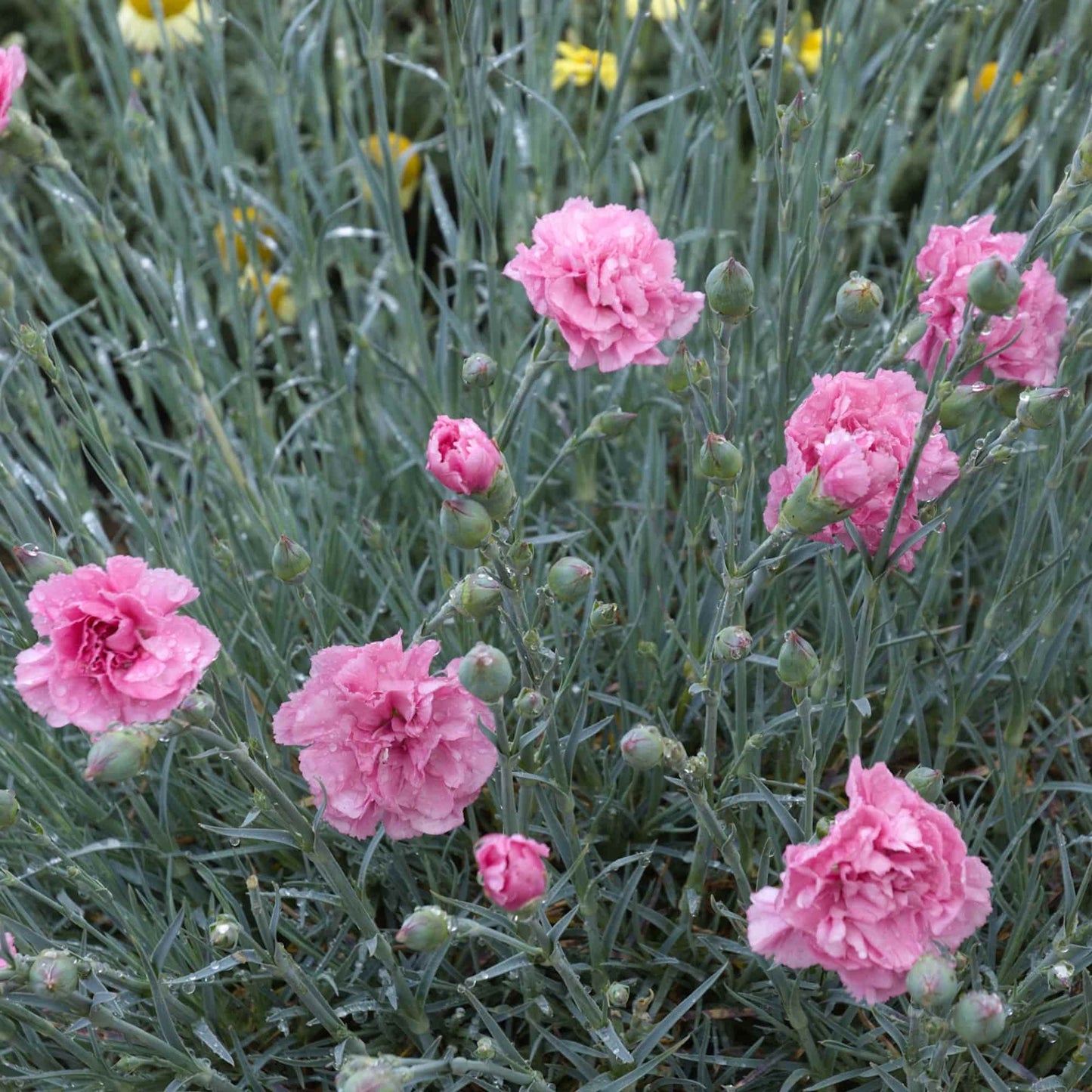 Dianthus 'Valda Wyatt'