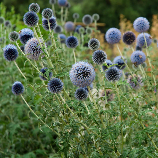 echinops-taplow-blue