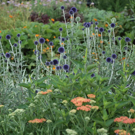 echinops-veitch_s-blue