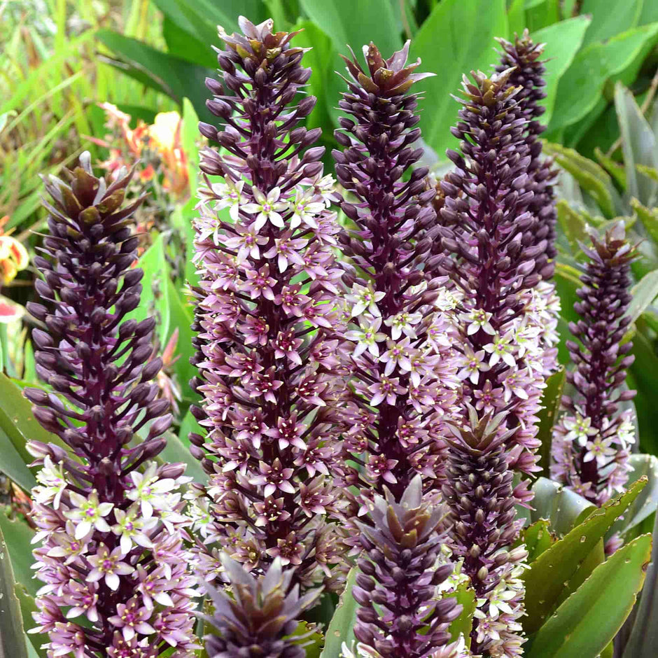 Eucomis – Hills Perennials