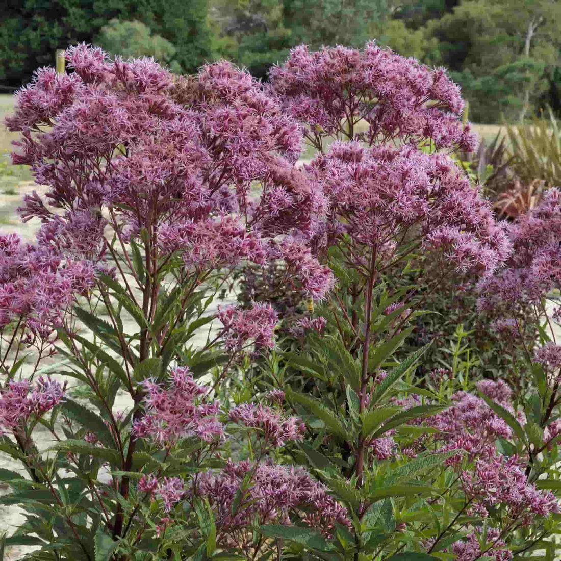 Eupatorium 'Gateway' – Hills Perennials