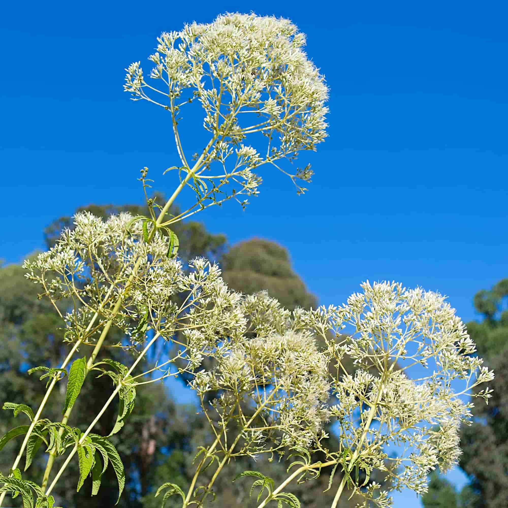 Eupatorium 'Joe White' – Hills Perennials