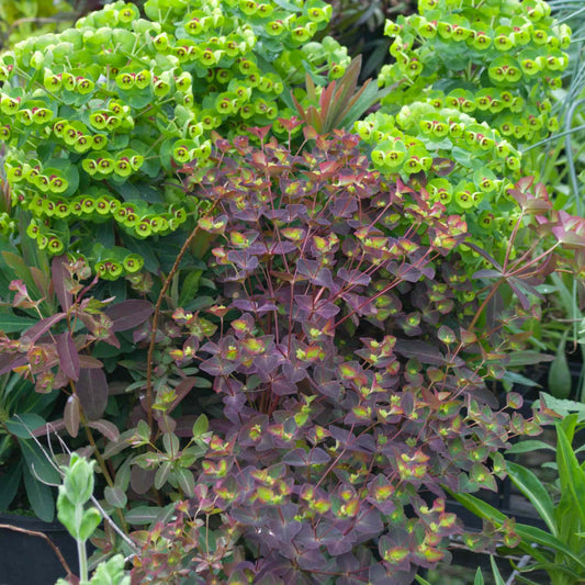 Euphorbia 'Chameleon'