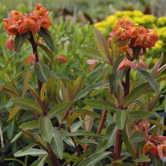 Euphorbia  'Fireglow'