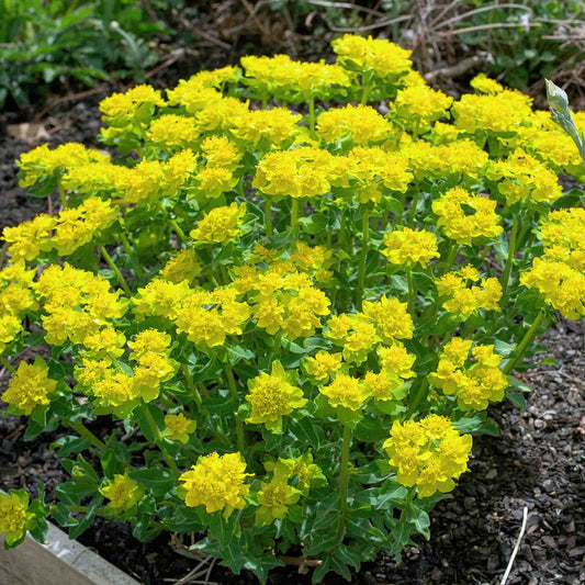 Euphorbia 'Polychroma'