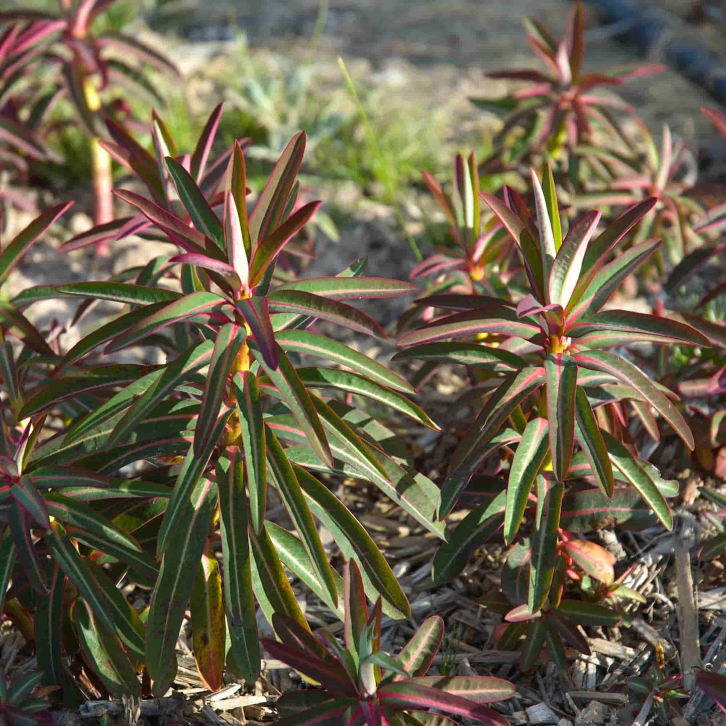 Euphorbia 'Sikkimensis'