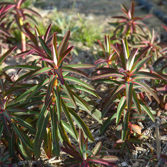 Euphorbia 'Sikkimensis'