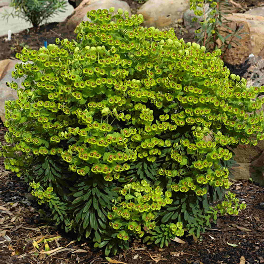 Euphorbia 'Martinii'