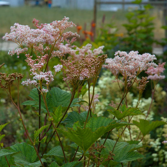 Filipendula palmata