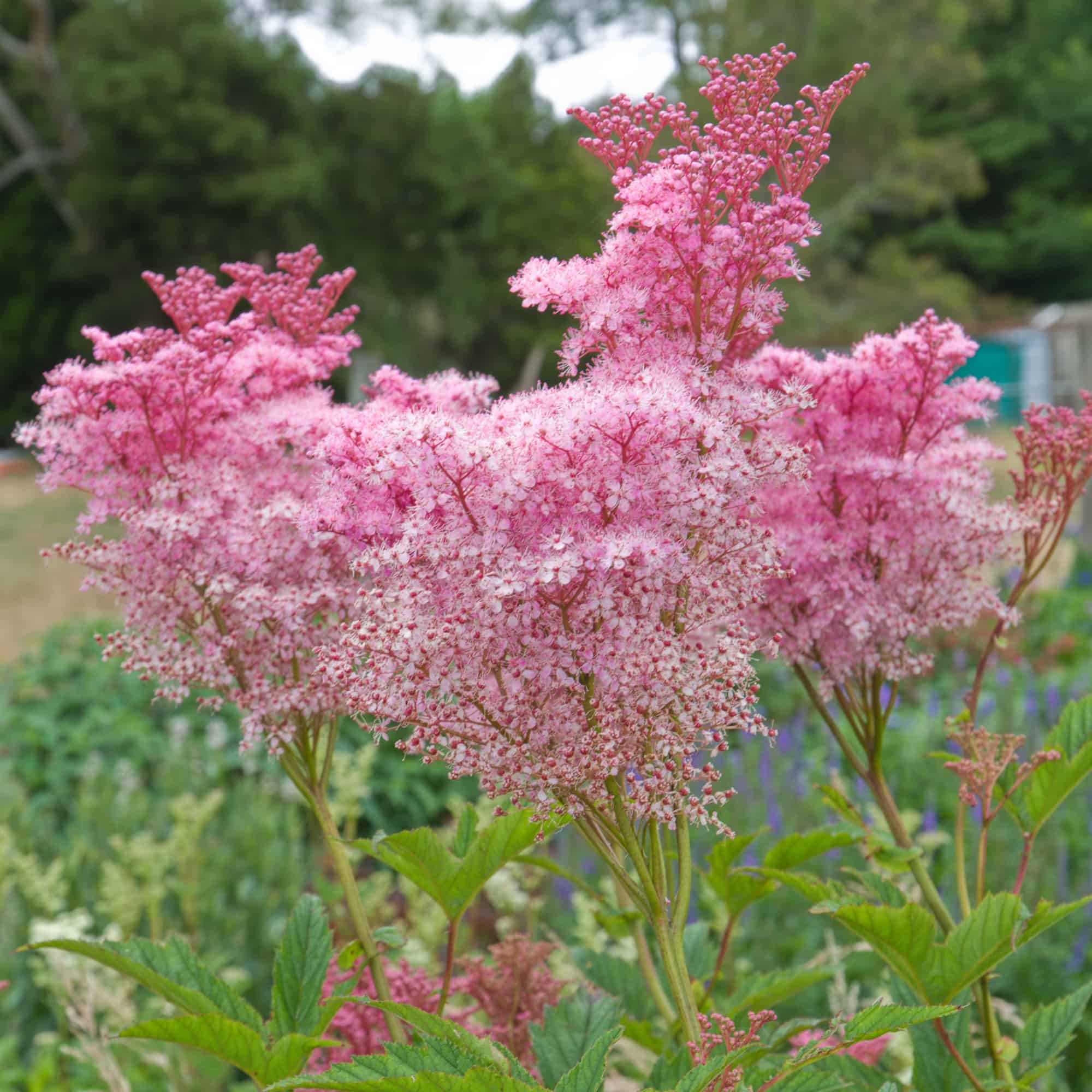 Filipendula 'Rubra Magnifica' – Hills Perennials