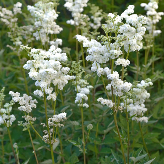 Filipendula ulmaria flore pleno