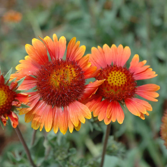 Gaillardia 'Carly'