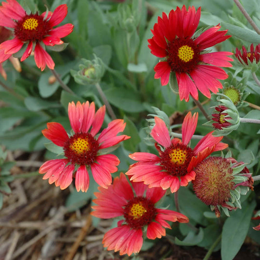 Gaillardia  'Mesa Red'