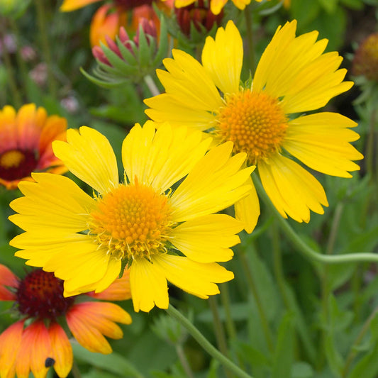 Gaillardia 'Mesa Yellow'