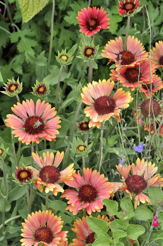 Gaillardia 'Norgate's Pink'