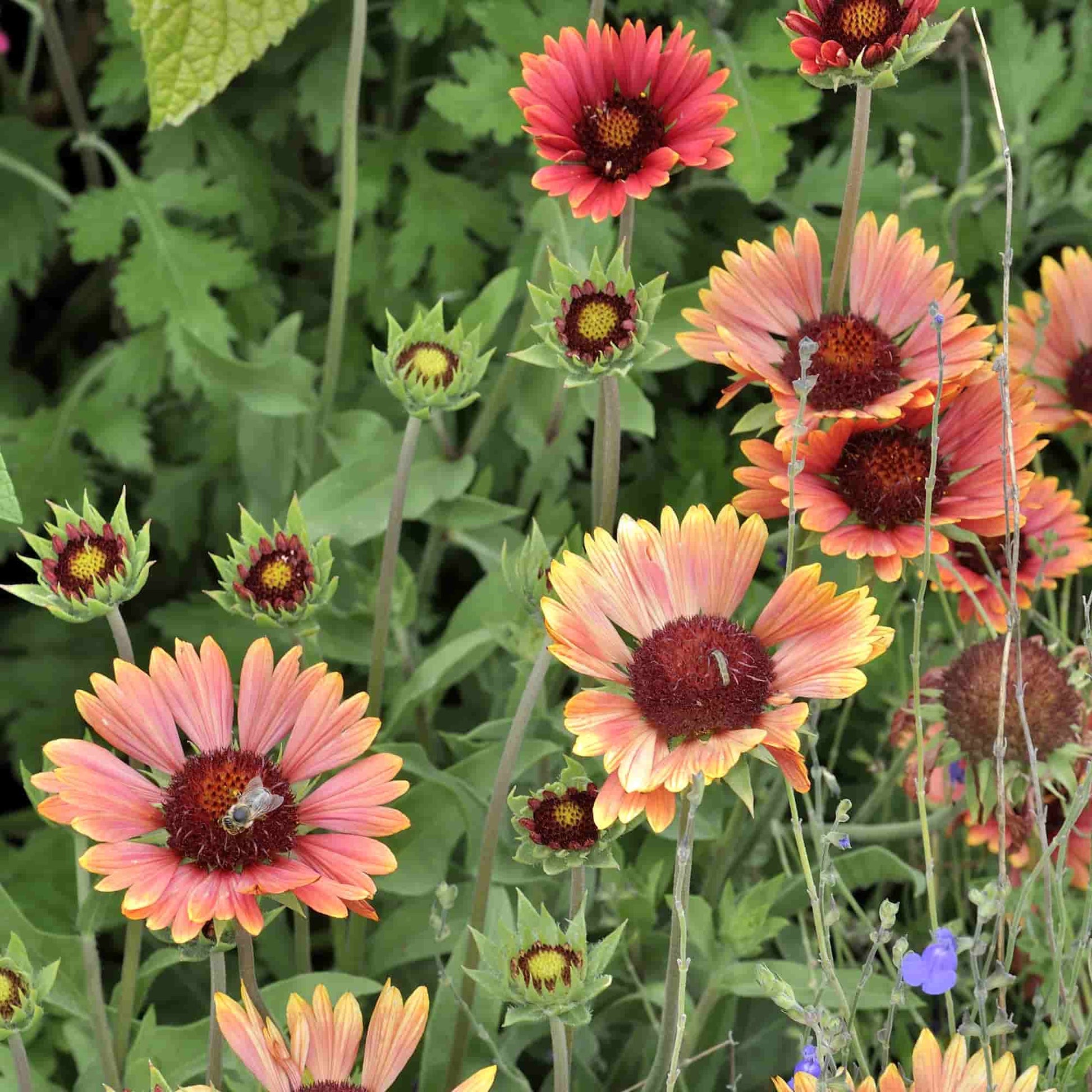 Gaillardia 'Norgate's Pink' – Hills Perennials