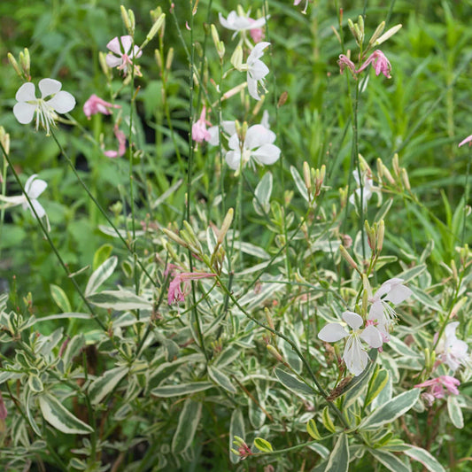 Gaura 'Corries Gold'
