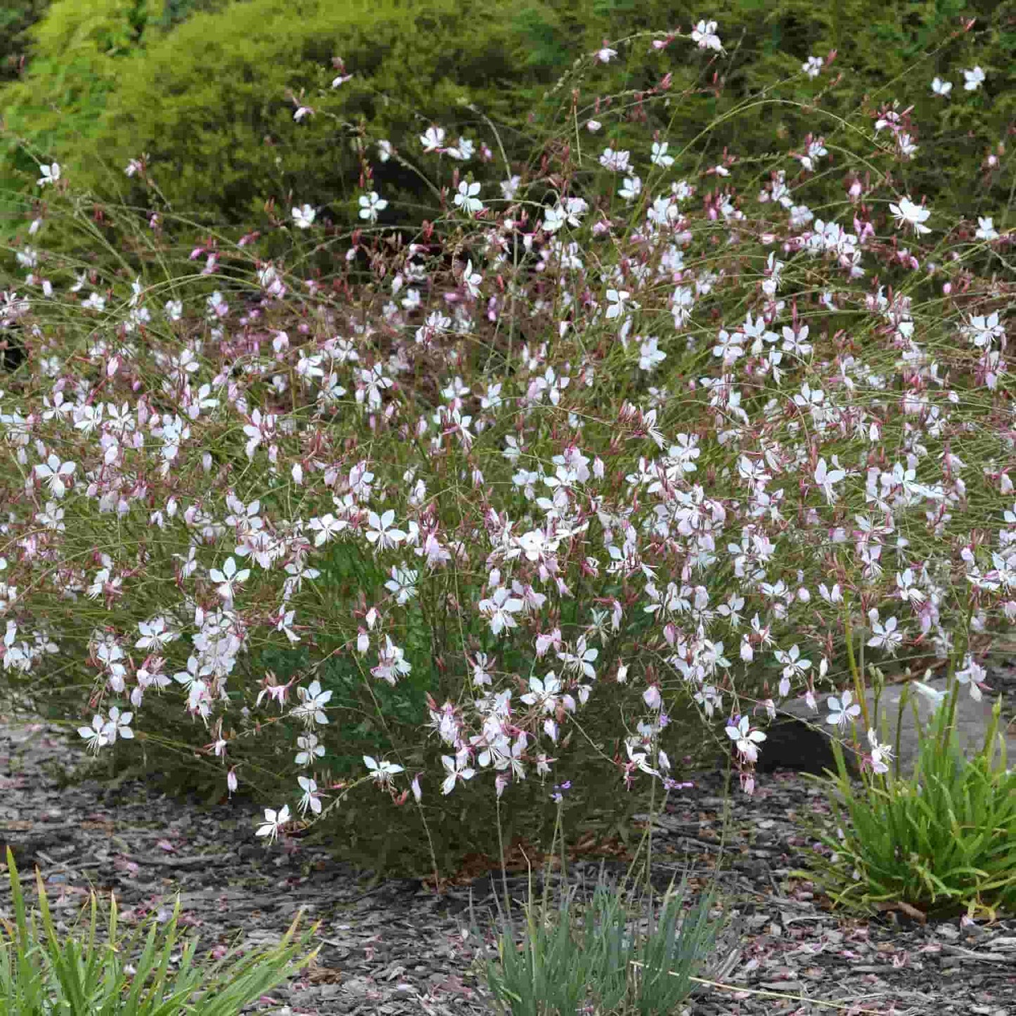 Gaura 'Summer Breeze'