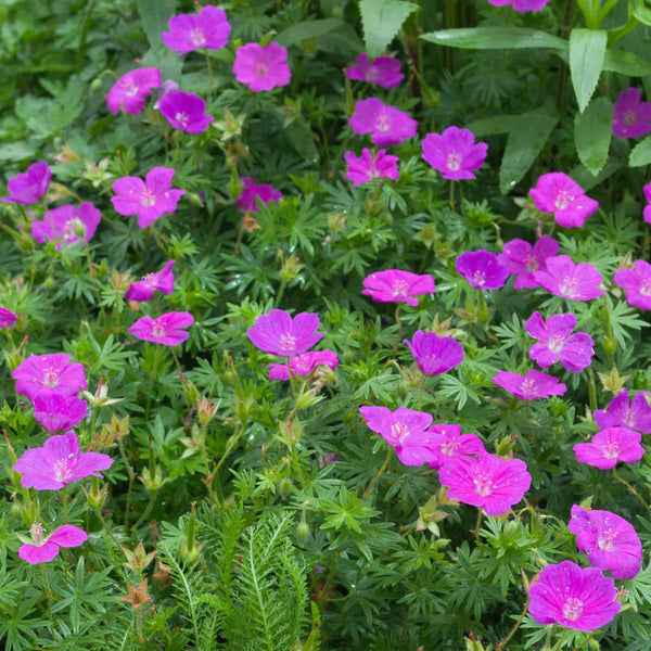 Bloody Crane's-bill (Geranium sanguineum) 13 Geranium sanguineum