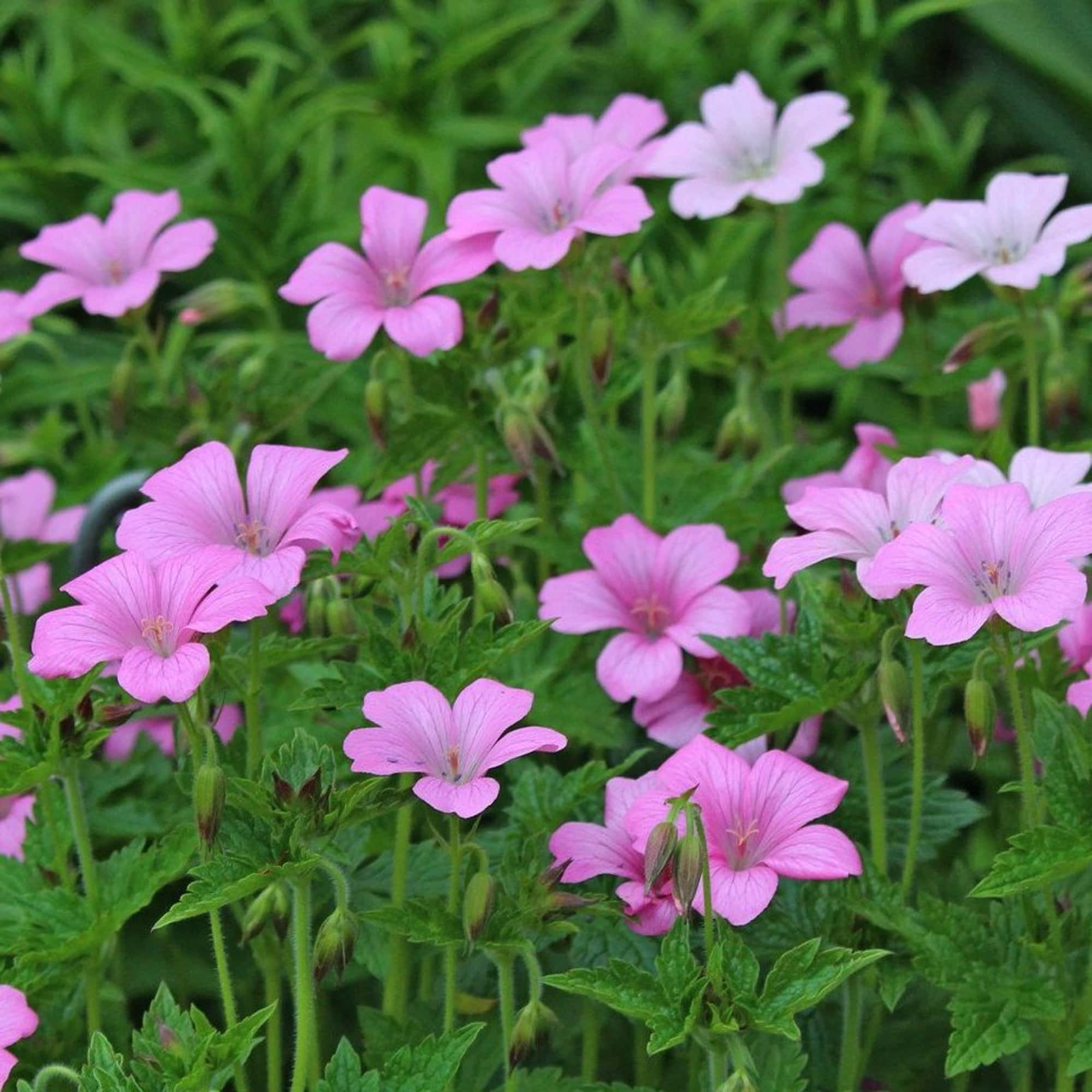 Geranium 'Wargrave Pink' – Hills Perennials