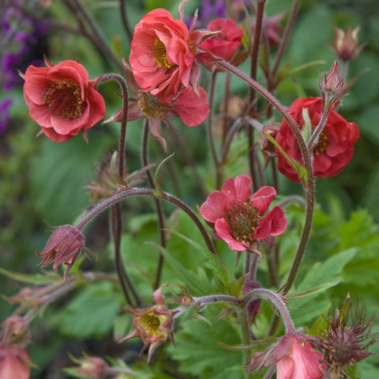 Geum 'Flames Of Passion'