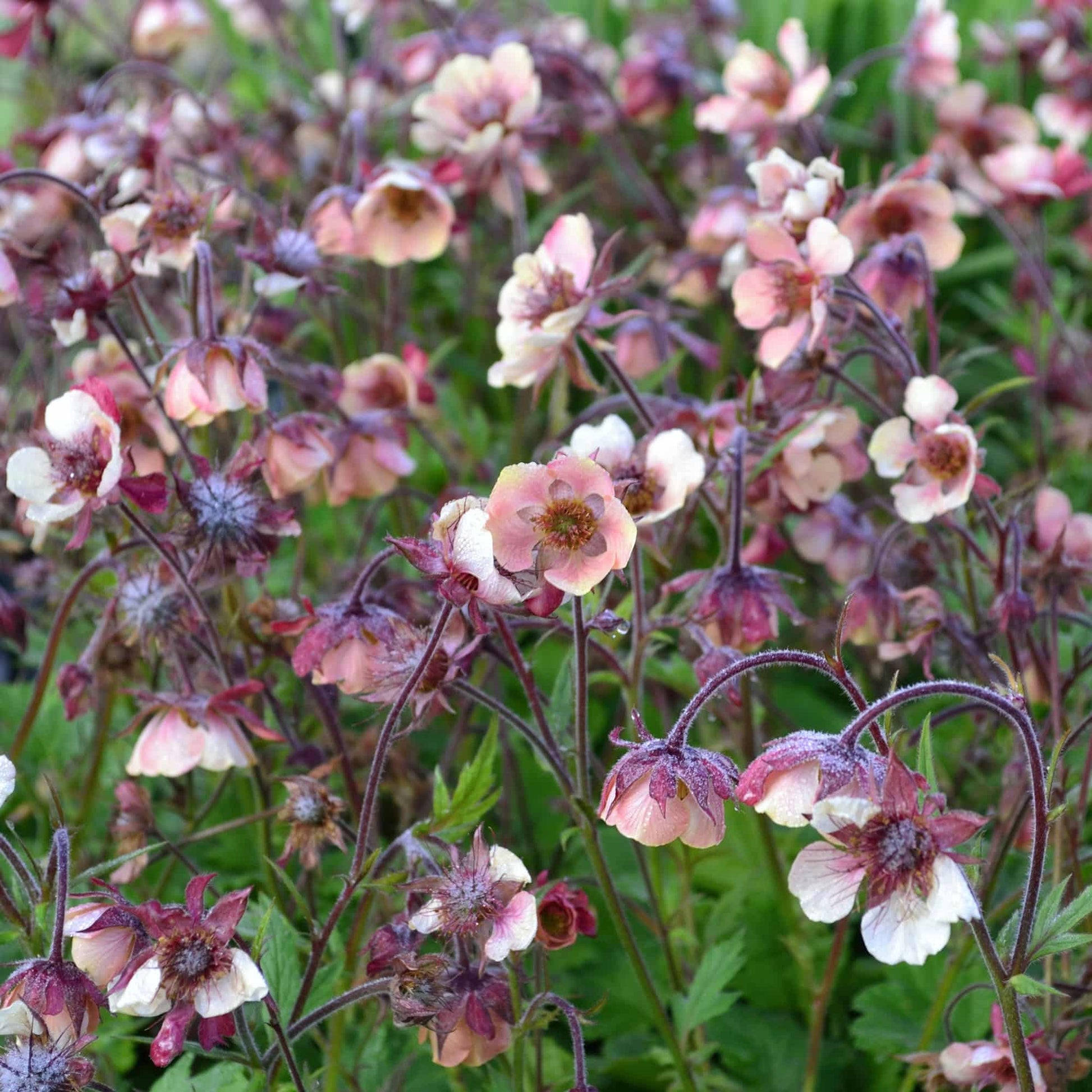  geum-jess