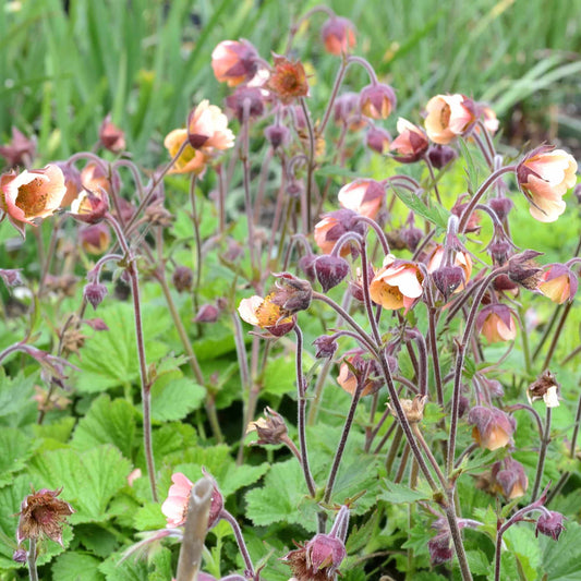 Geum 'Leonards Variety'