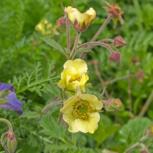 Geum 'Lionel Cox'