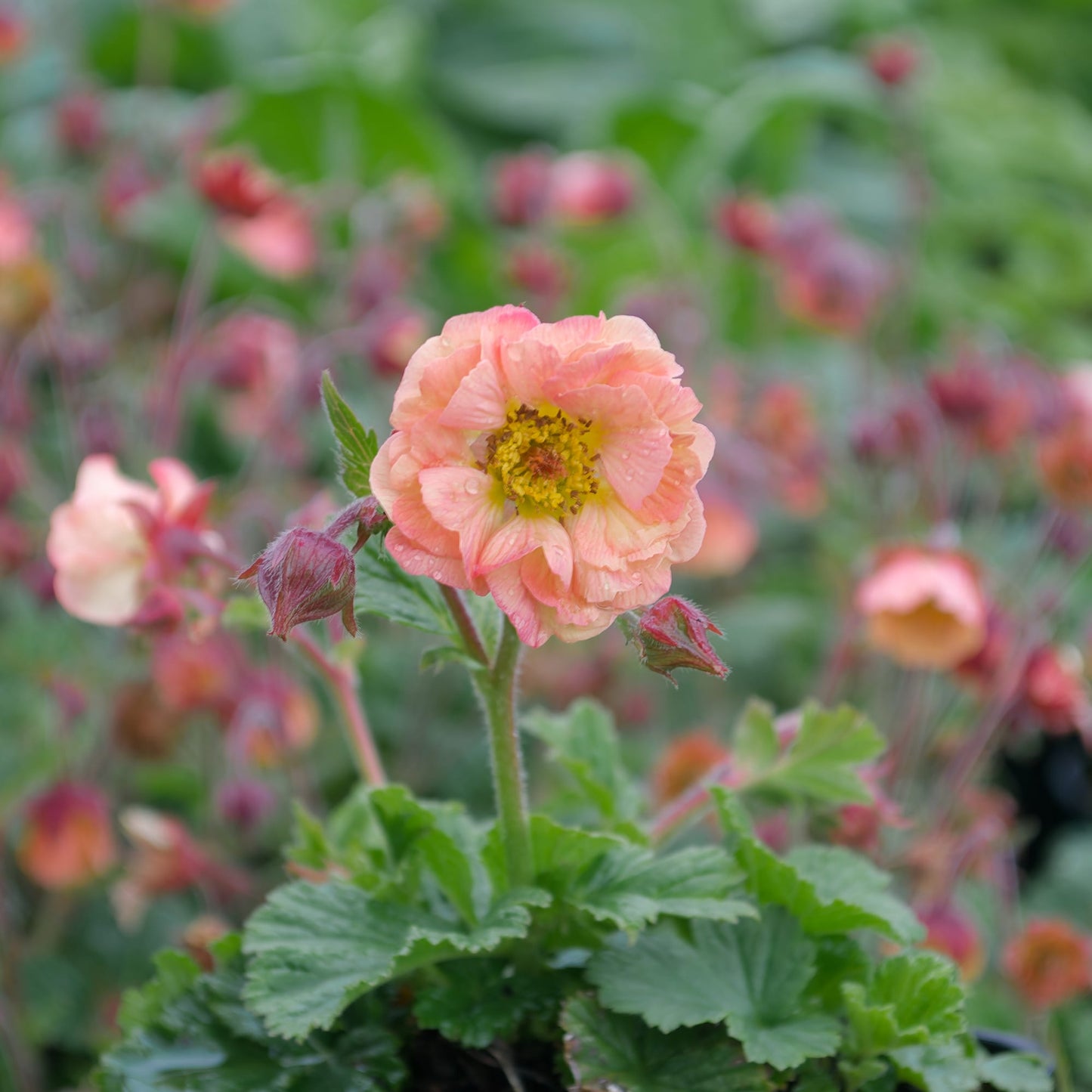 Geum 'Mae Tai'