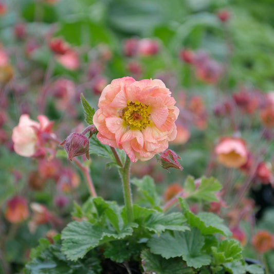Geum 'Mae Tai'