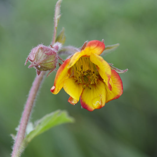 Geum Norgates Flame