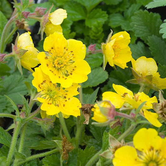 geum-oakbank-buttercup