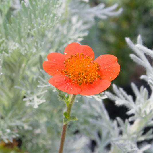 geum-oakbank-orange