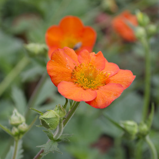 Geum 'Oakbank Orange'