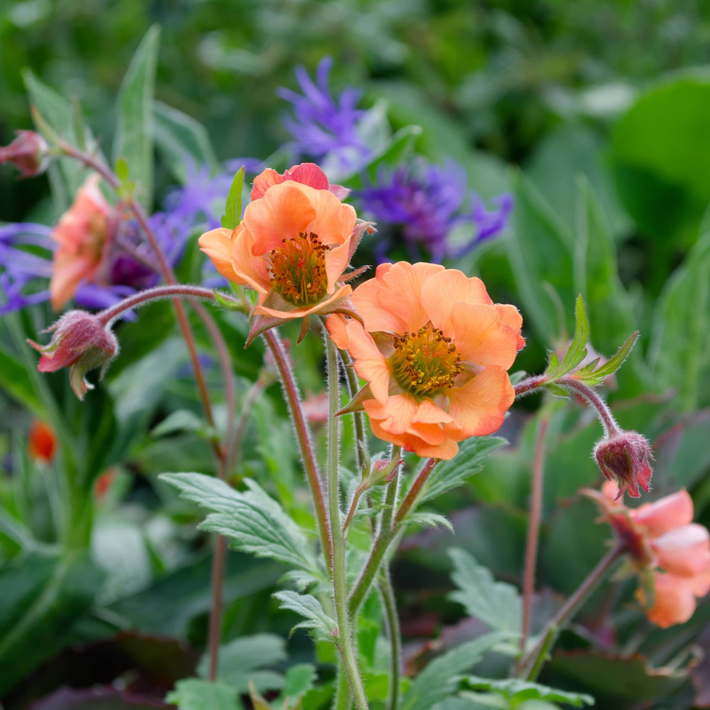 Geum Orange
