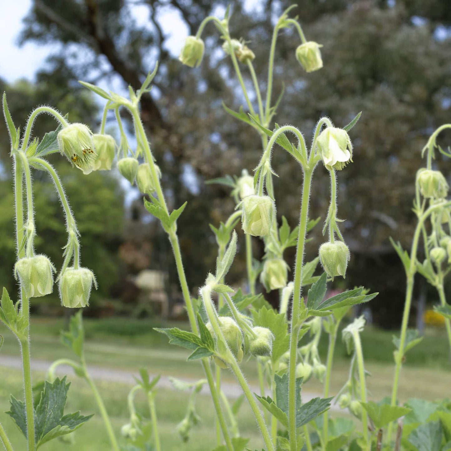 Geum rivale 'Alba'