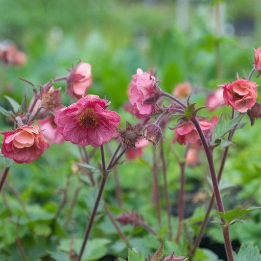 Geum 'Rose'