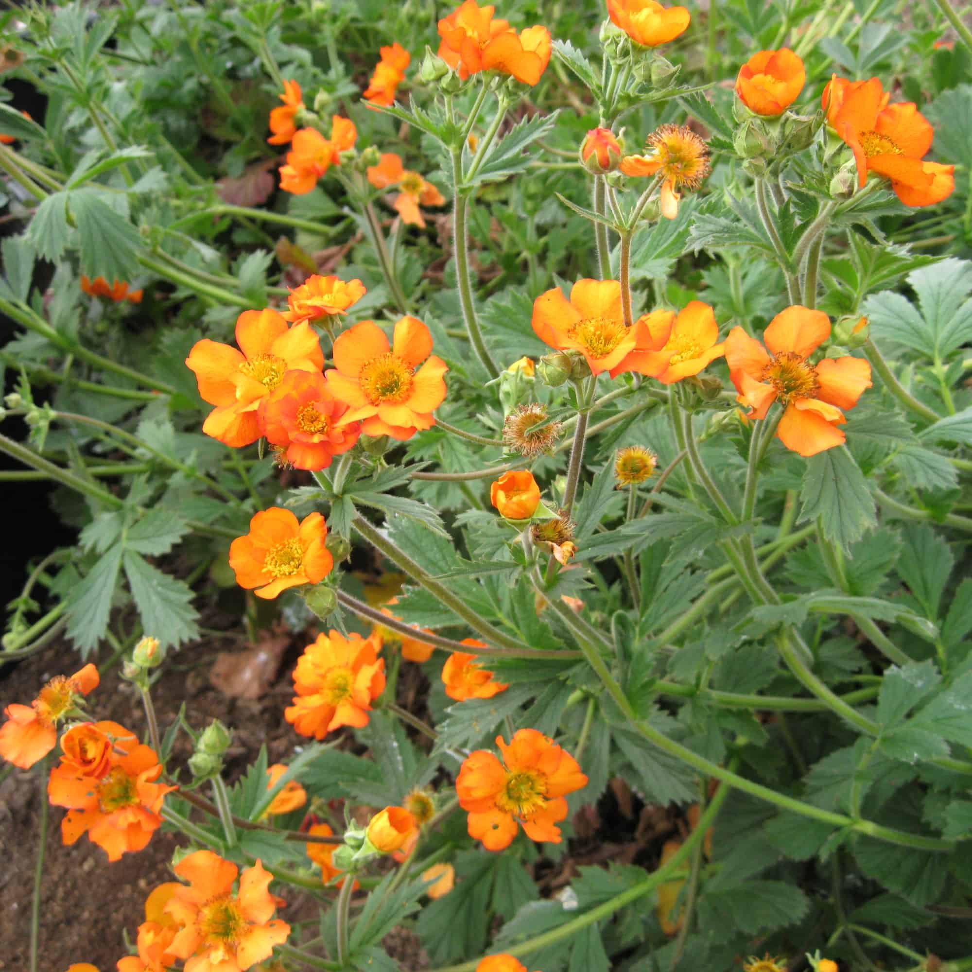 Geum 'Tangerine' – Hills Perennials