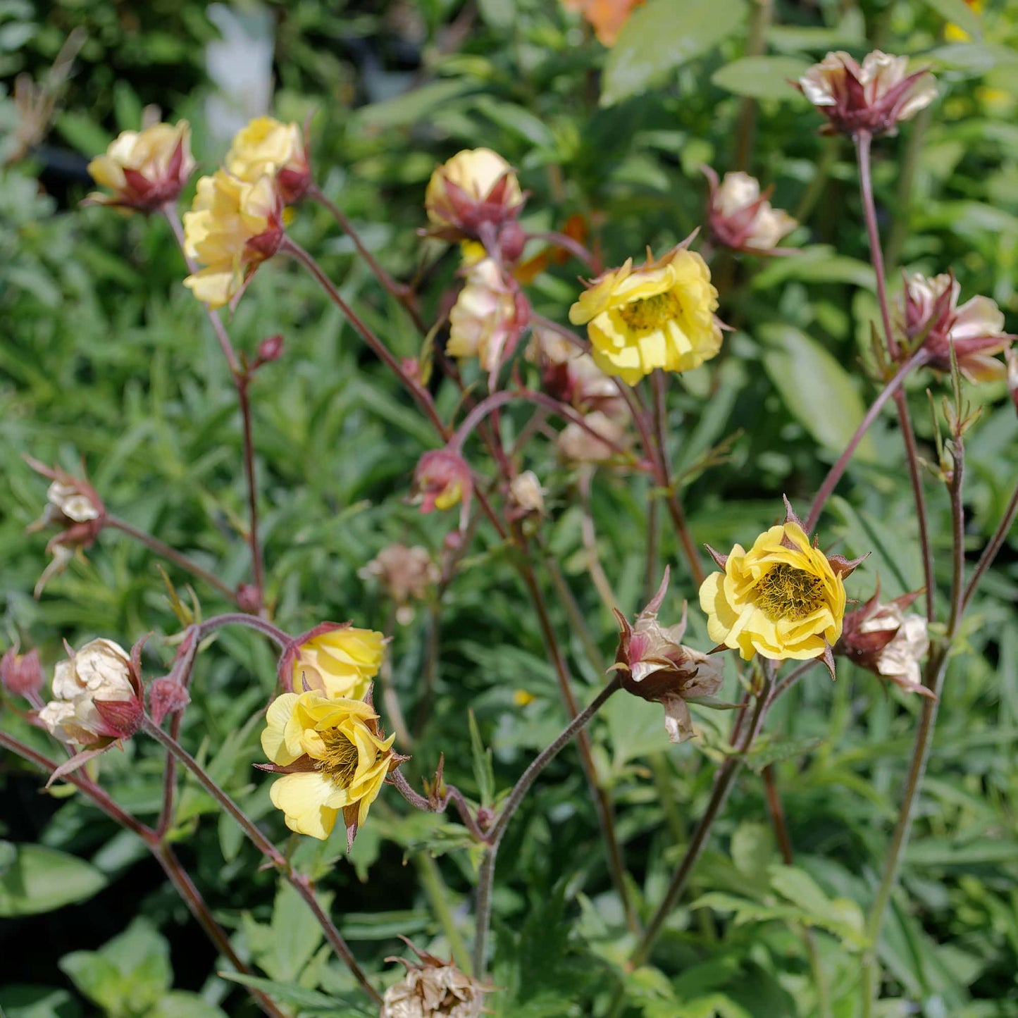 Geum Yellow