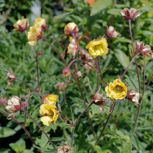 Geum Yellow