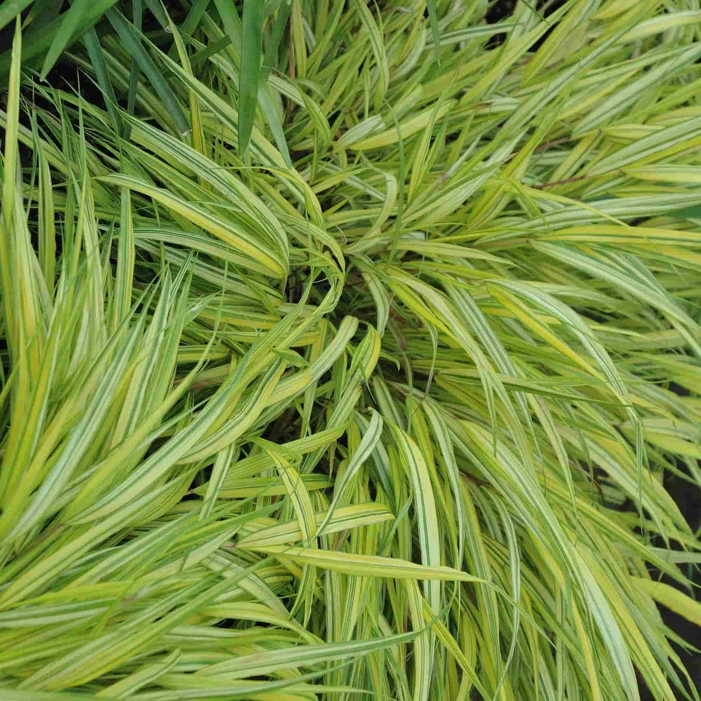 Hakonechloa Aureum - Golden Hakone Grass