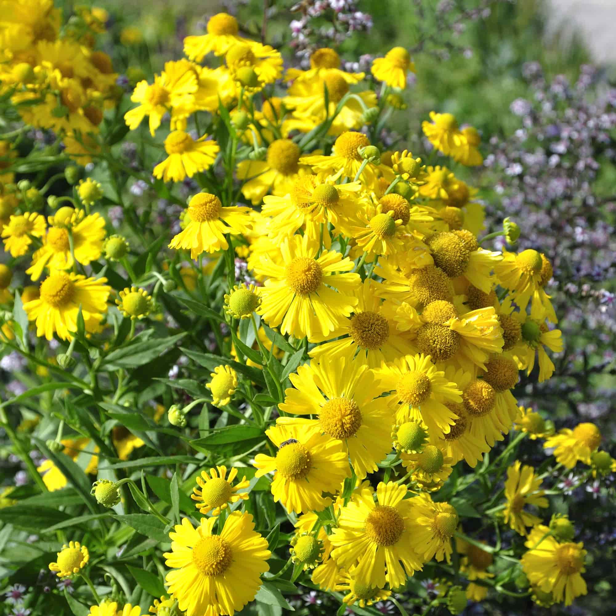 Helenium Autumn Helenium autumnale – Hills Perennials