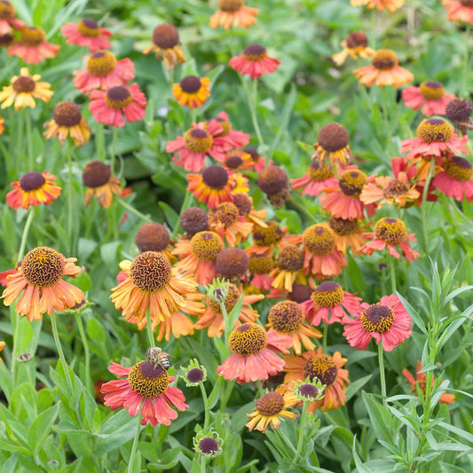 Helenium 'Crimson Beauty'