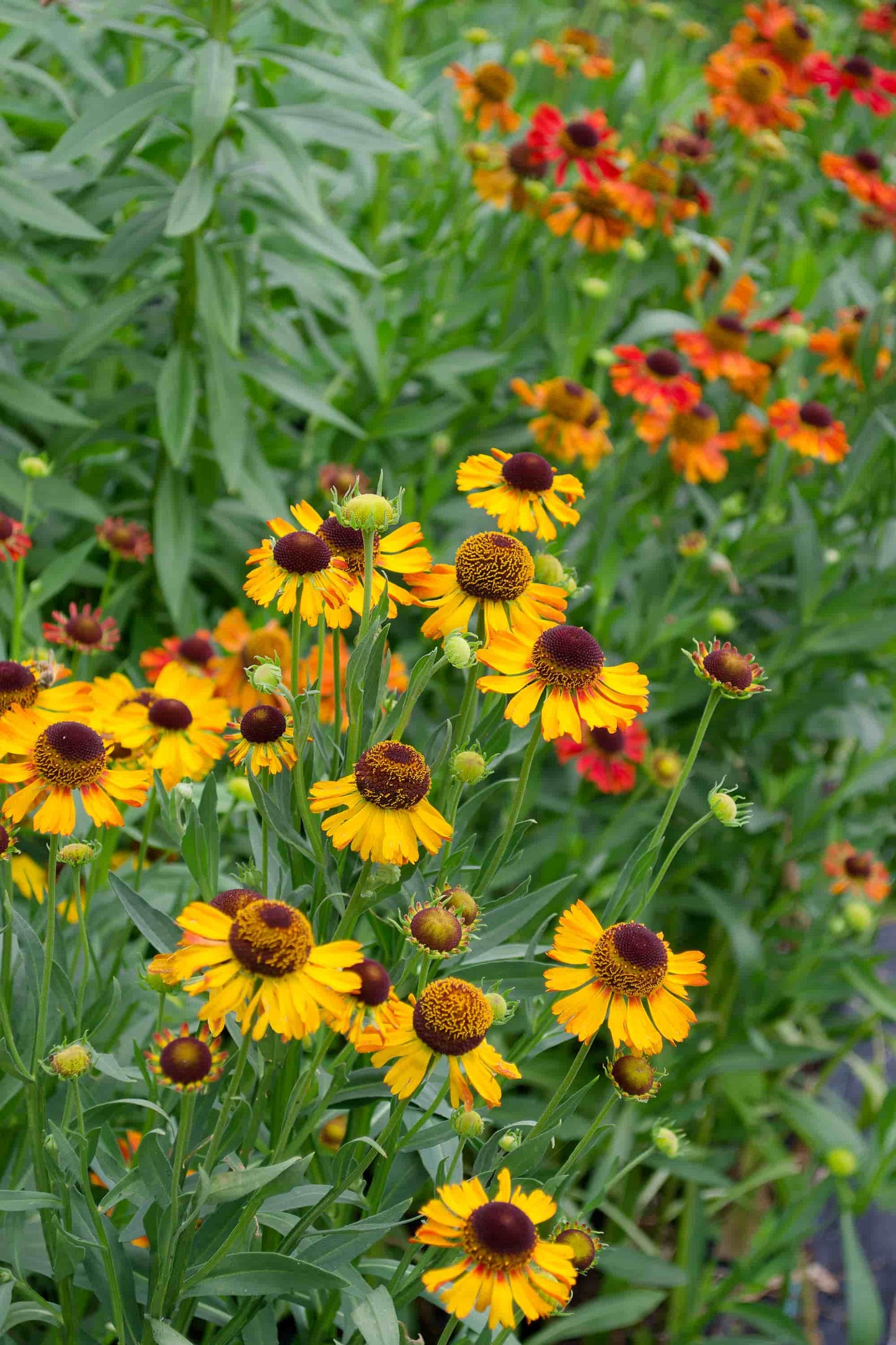 Helenium 'July Sun'