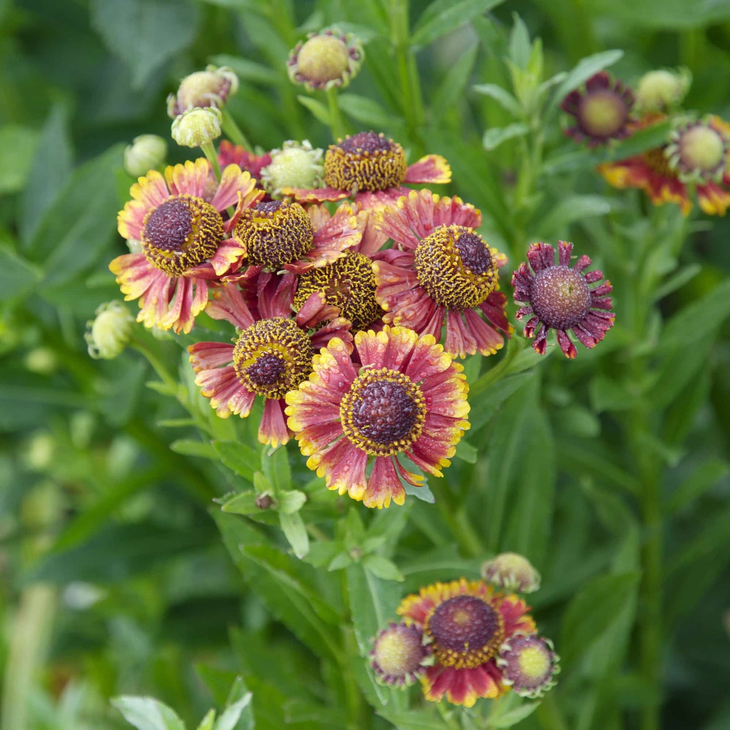 Helenium 'Mahogany'