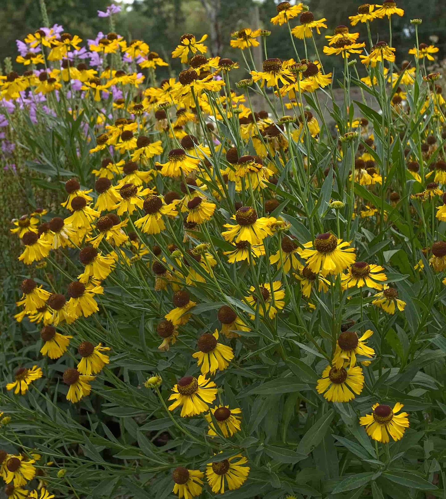 Helenium 'Riverton Beauty'