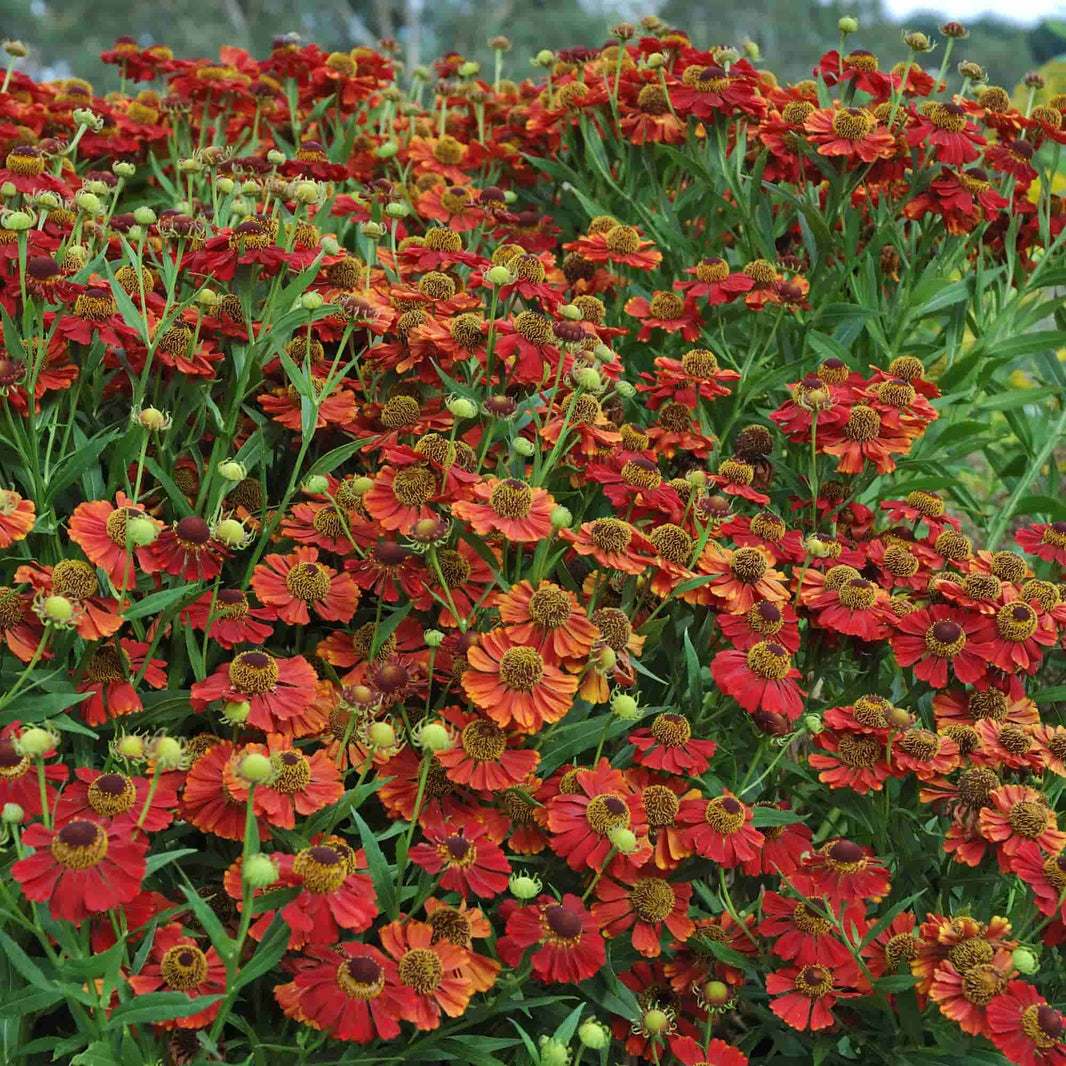 Helenium – Hills Perennials