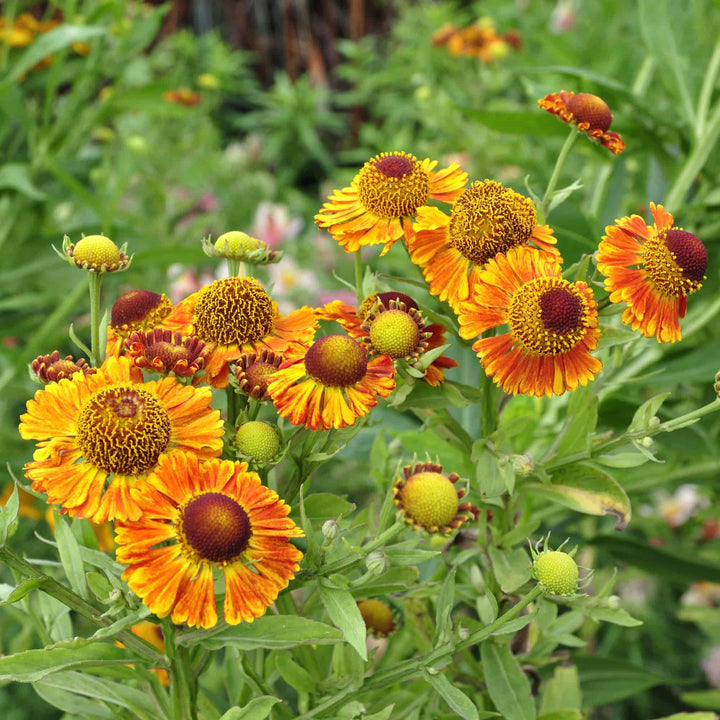 Helenium – Hills Perennials